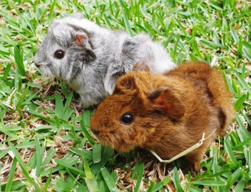 Helping children cope with the loss of a pet