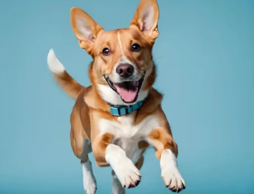 Pigmentary Keratitis in Dogs
