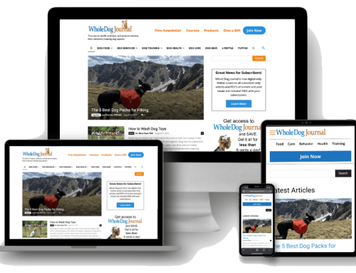Natural Tick Repellents for Dogs