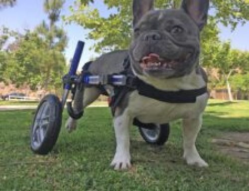 Supporter Spotlight: Kira Weaver