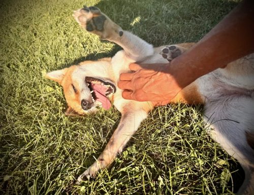 From stray to snuggled: Sheba’s story of healing and hope