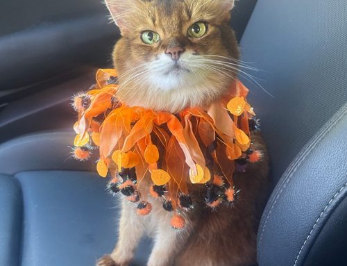 Connecting With the Kids on This Therapy Cat Visit