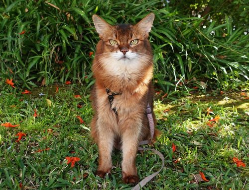 Fall Portraits (That Don’t Look Like Fall)