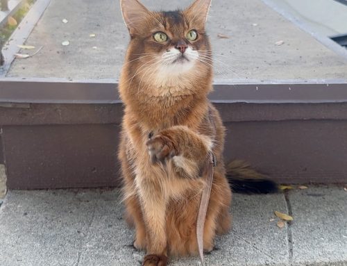 A Quick Visit With the Peach Kitty