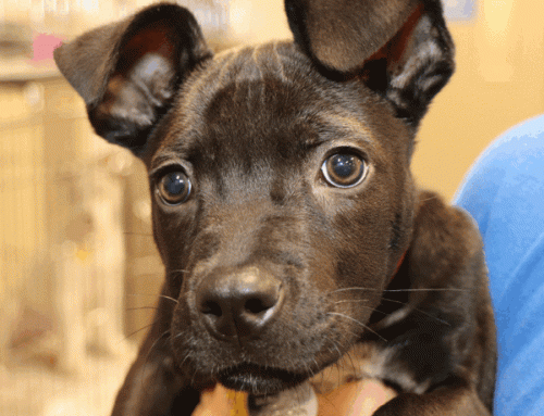 Canine Adoption Special