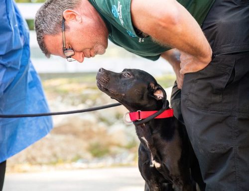 Dogs Rescued from Alleged Dogfighting and Breeding Operations