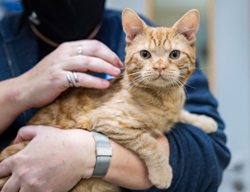 Emergency Veterinary Services: Ensuring Fast and Effective Treatment