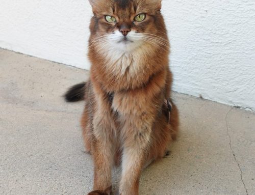 The Award-Winning Peach Kitty