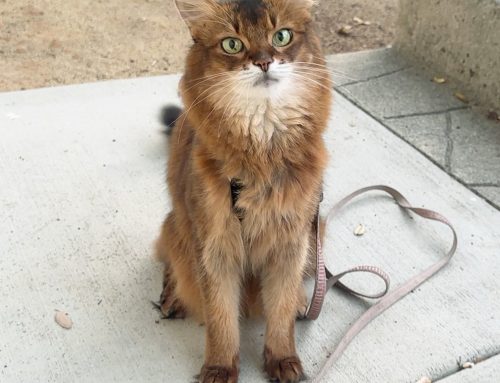 A Brief Visit With the Peach Kitty