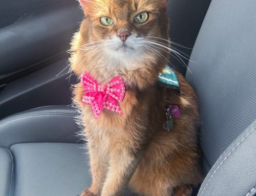 Hard Working Therapy Cat on Veterans Day