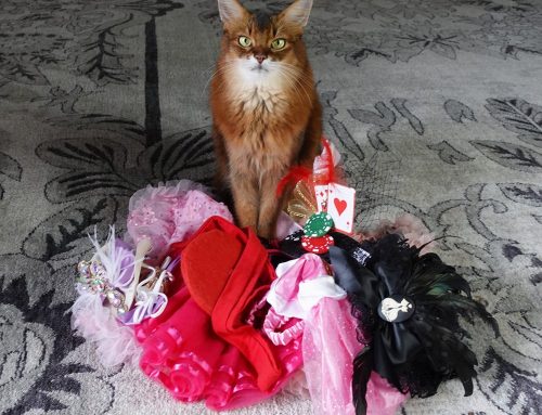 My Cat Hat and Princess Cat Show Wardrobe