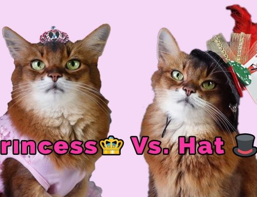 My Cat Hat and Princess Show Wardrobe on Video!
