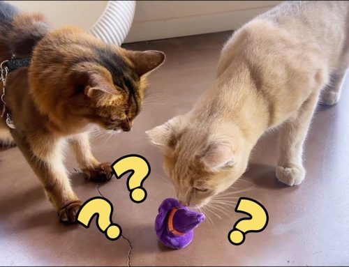 Serial Cat Toy Thief!