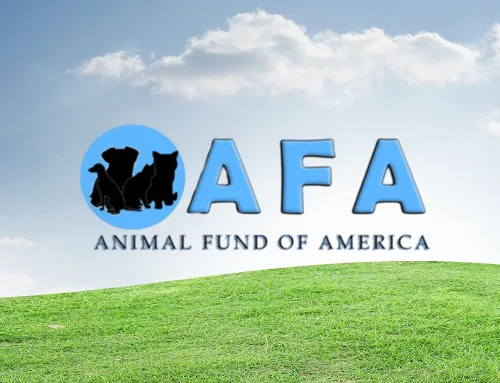 Which Dog Breeds Handle Being Home Alone The Best?