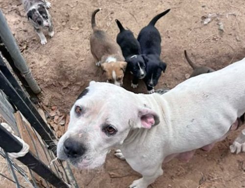 Rescue Partnership Brings A New Beginning for Mama Mia and Her Puppies