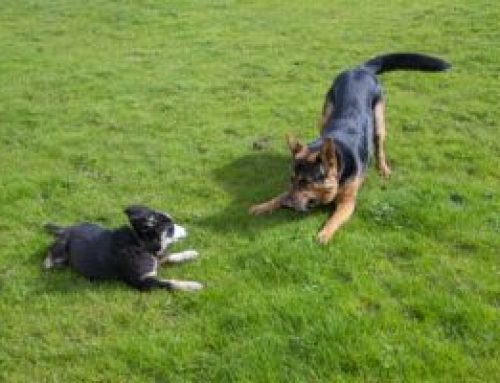 How Do Dogs Communicate With Each Other?