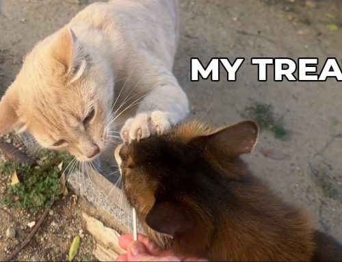 The Part of My Visit With the Peach Kitty You Didn’t See!