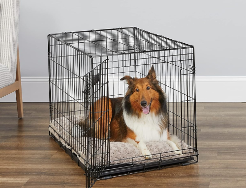 Puppy Products You Need: What to Buy for a New Puppy