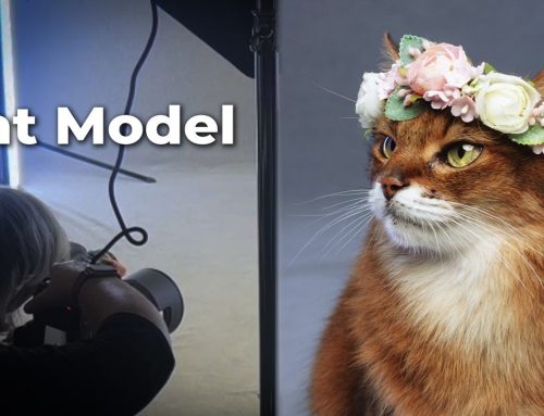 My Cat Photography Workshop Day on Video