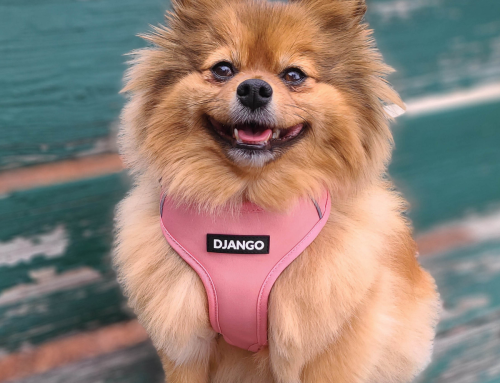 Escape-Proof Harness for Small Dogs: Top Pick & Secure Fit Guide