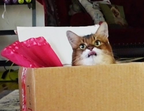 Back for More Box Play – and Fashion!