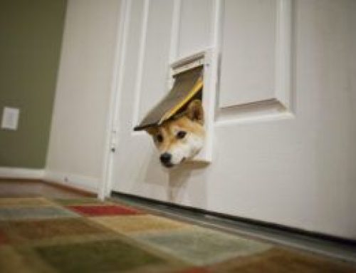 Smart Dog Door Buying Guide