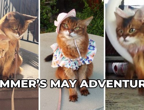 My Busy May Adventures: Cat Tricks, Modeling & The Peach Kitty