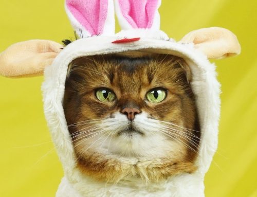 My Lamb Chop Bunny Outfit, on Video (Finally!)