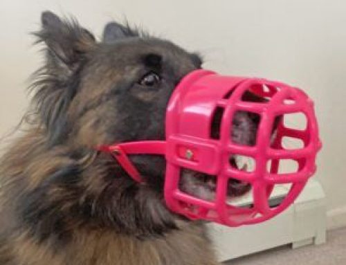 Best Dog Training Muzzles