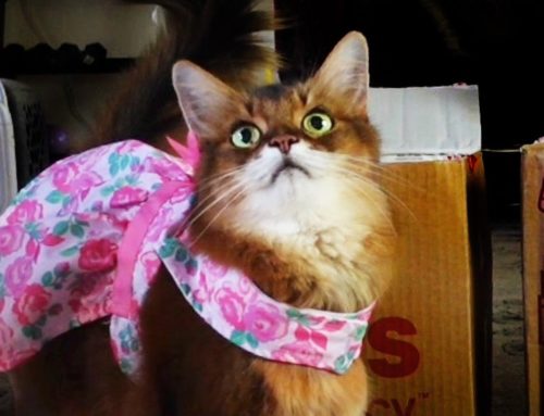My June Video Compilation: Boxes, Fun Fashion and Pride