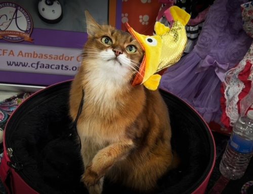 Having Fun at the Simi Valley Cat Show