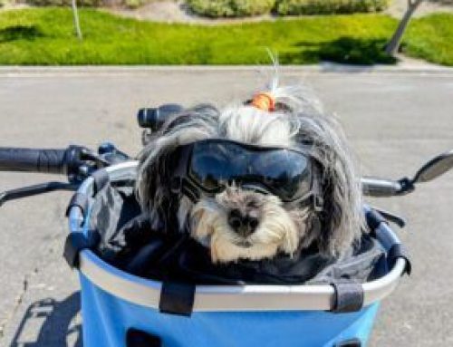 Choosing the Best Dog Goggles