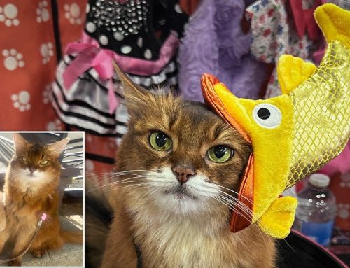 My July Video Compilation – Adventures, the Fish Hat, and a Final Memory