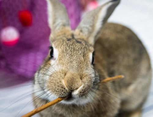 Rabbits Make Excellent Household Pets!