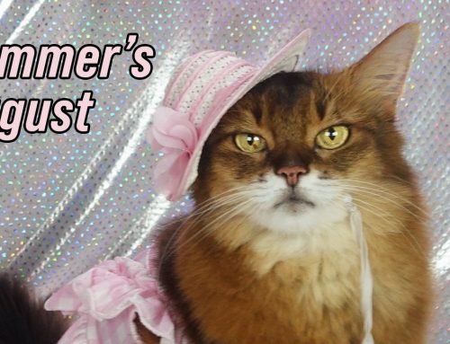 My Busy, Fun and Fashionable August, on Video!