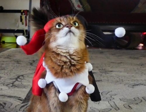 Watch Me Chase Treats in These Ridiculous Outfits!