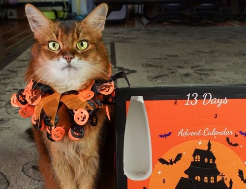 My Cat Advent Calendar: 13 Days of Halloween!